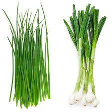 Chives vs. Green Onions: Unlocking Flavorful Possibilities in Your Kitchen