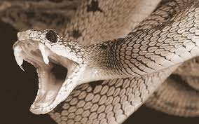 Keep Those Serpents Out! 5 Sneaky Ways Snakes Slither into Your Home (and How to Stop Them)