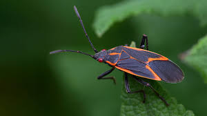 Boxelder Bugs: Harmless Nuisance or Garden Enemy?