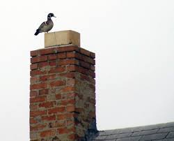 Hush, Little Critter: A Homeowner’s Guide to Evicting Chimney Dwellers