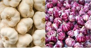 Unveiling the Wonders of Garlic: White vs. Purple, A Gardener’s Guide